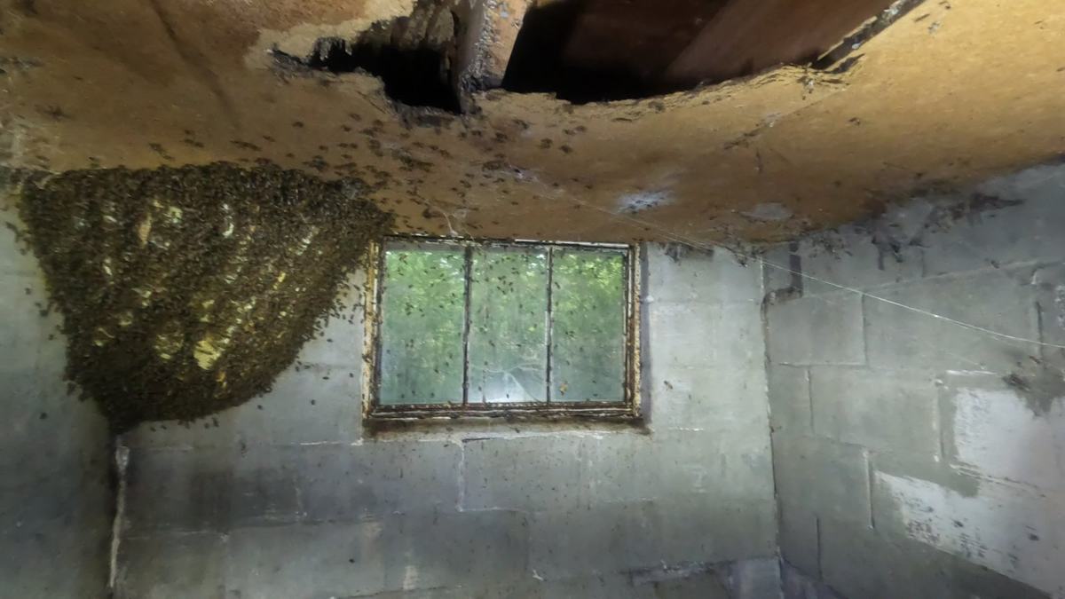 Honeybee colony hanging from a basement ceiling