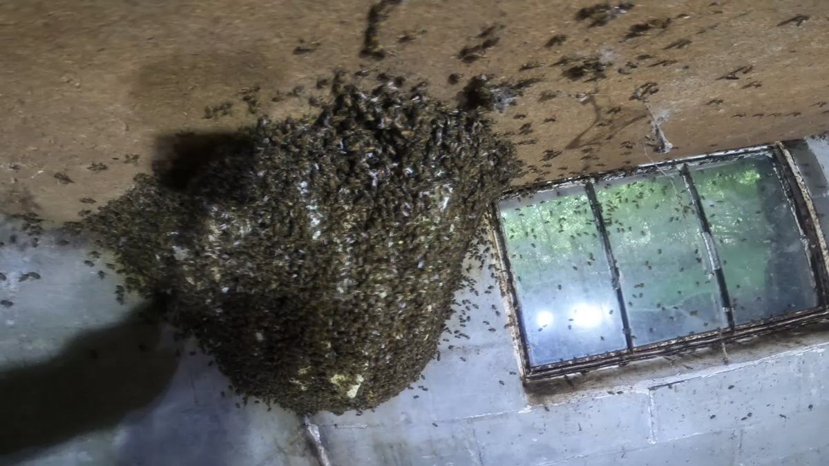 A large honeybee colony hanging from a basement ceiling beside a window