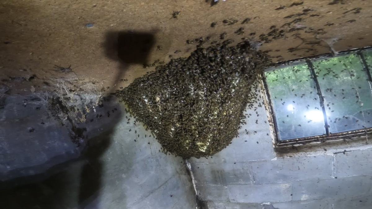 Honeybee colony before removal