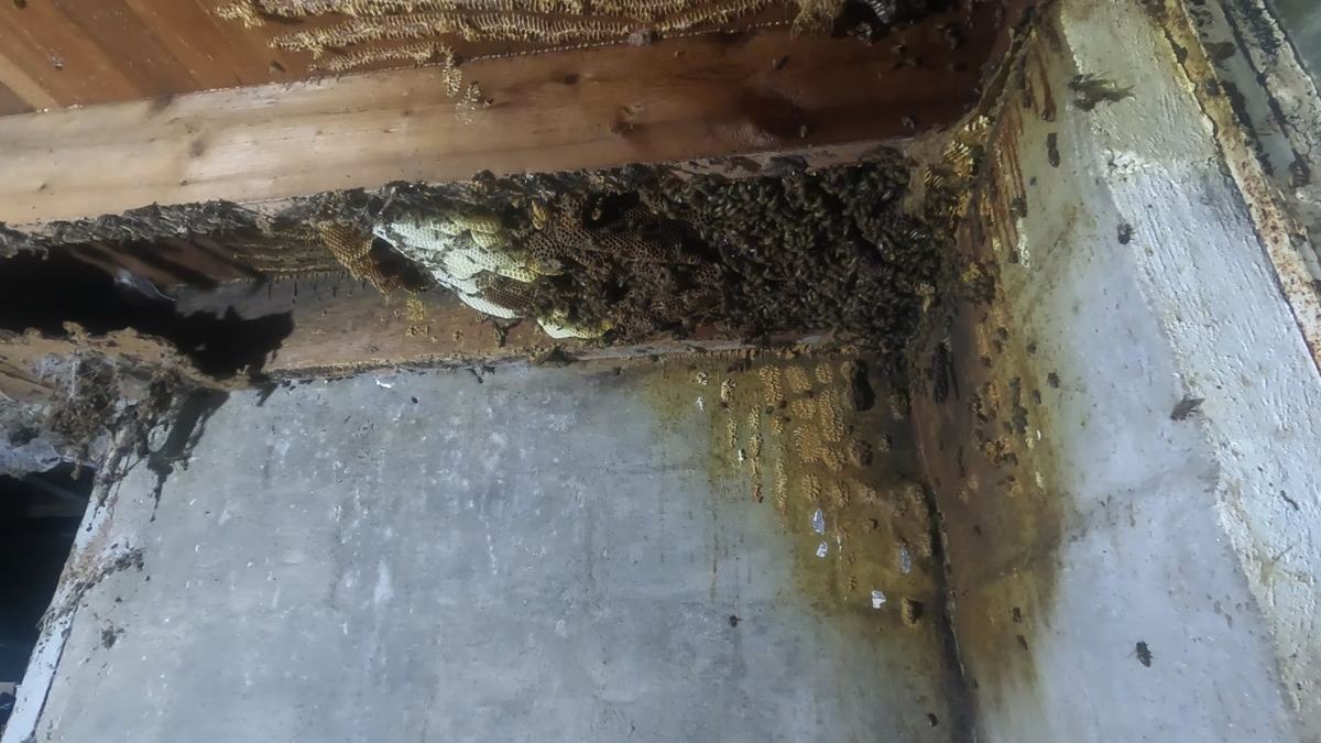 Honeycomb and bees between floor joists