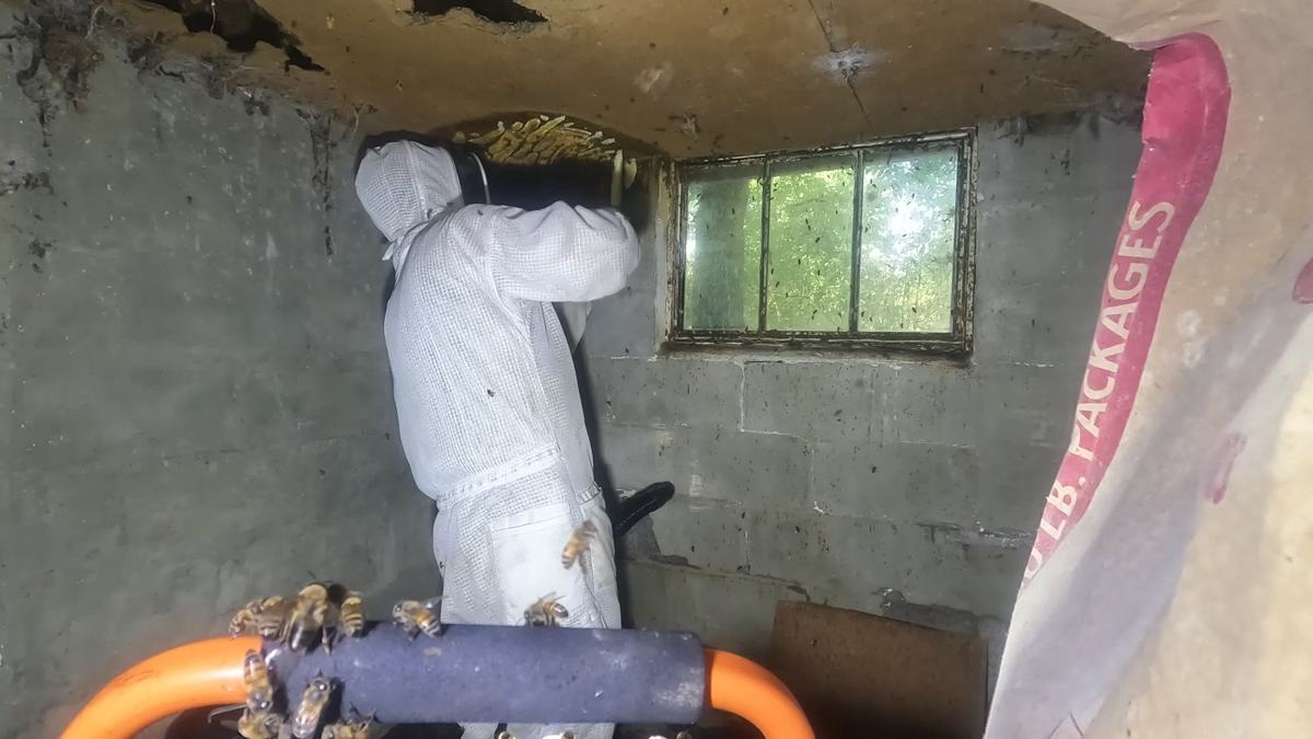 Beekeeper in suit working on a basement colony