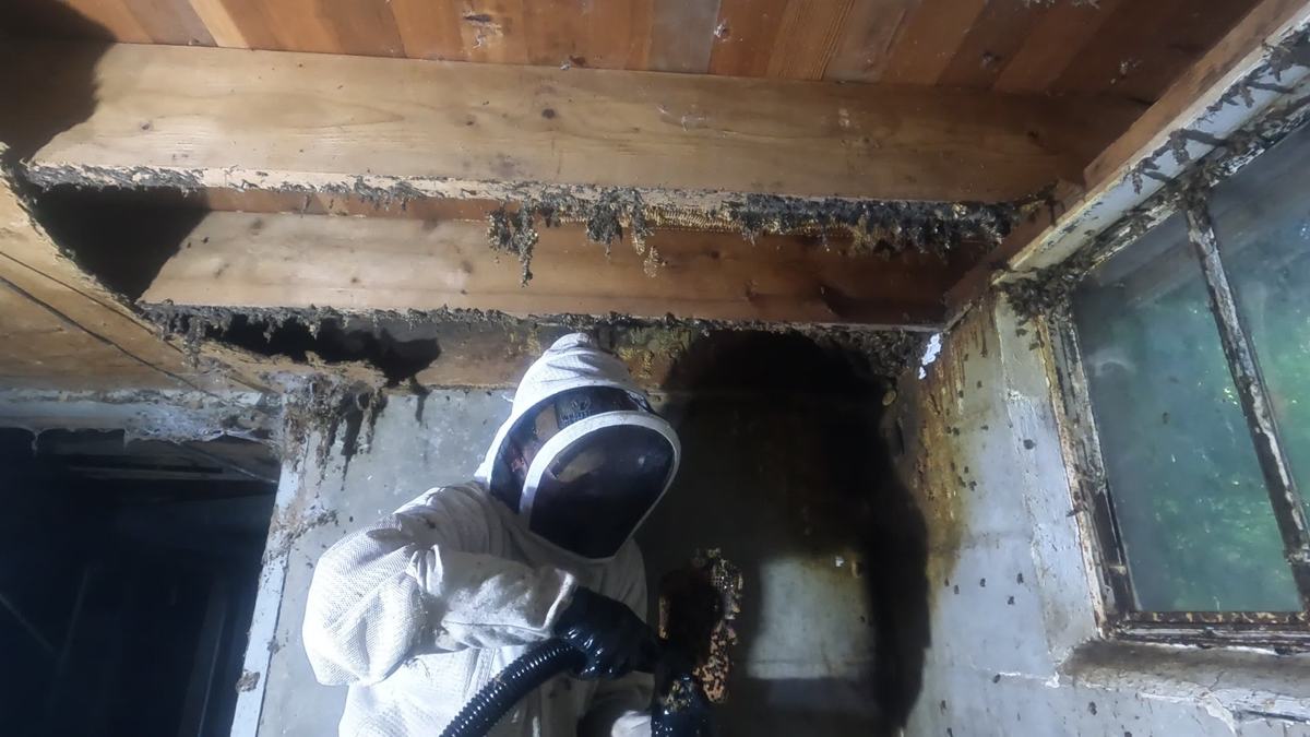 Beekeeper removing comb from between joists