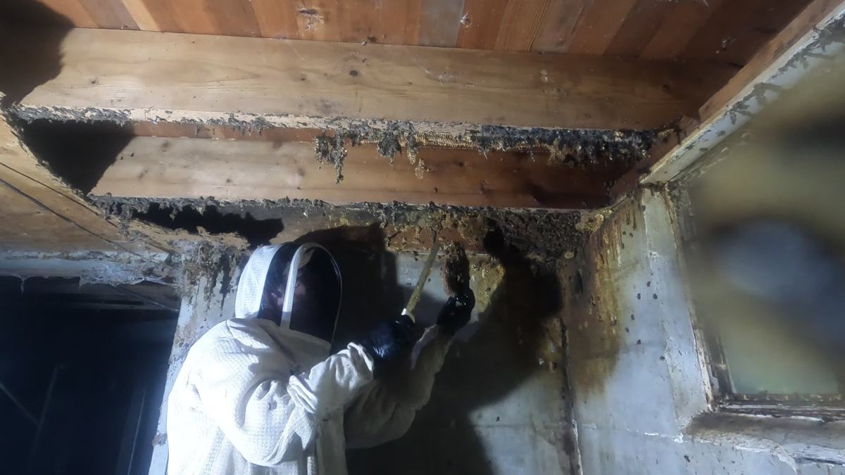 Beekeeper cutting comb from the ceiling