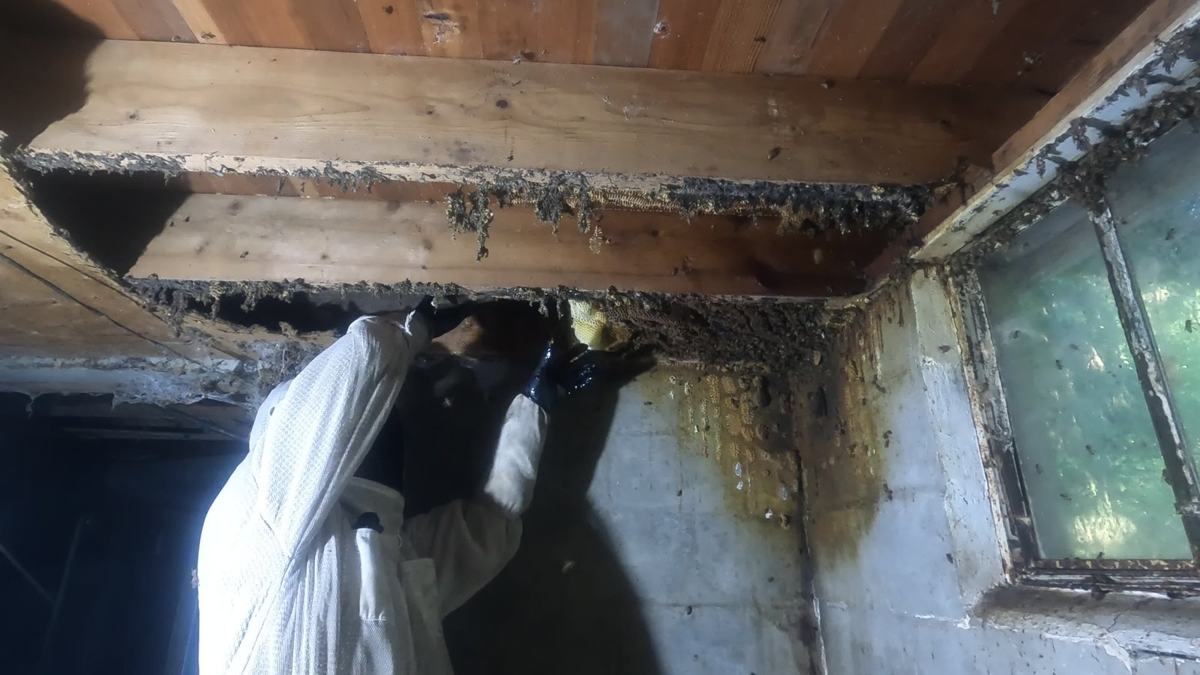 Beekeeper working along a row of joists covered in bees