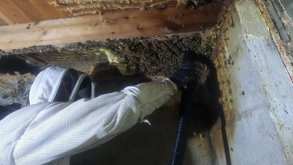 Beekeeper in suit cutting honeycomb out from between ceiling joists