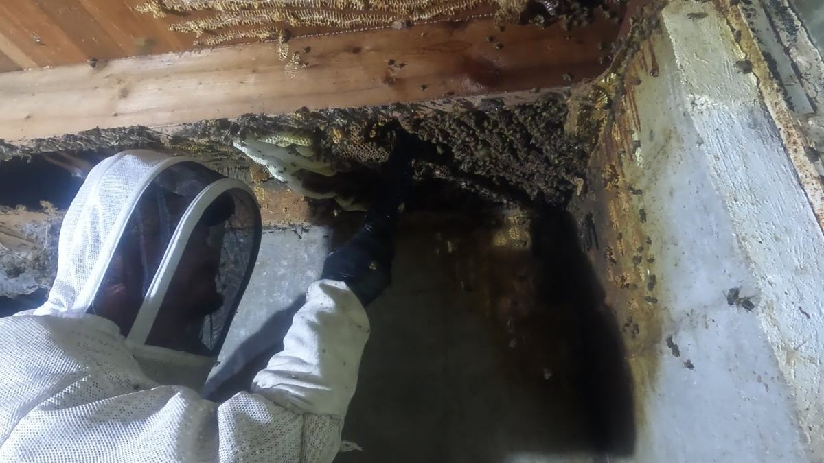 Beekeeper reaching into joists to remove comb