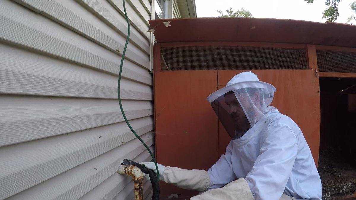 Beekeeper in suit inspecting where bees enter the siding of a house
