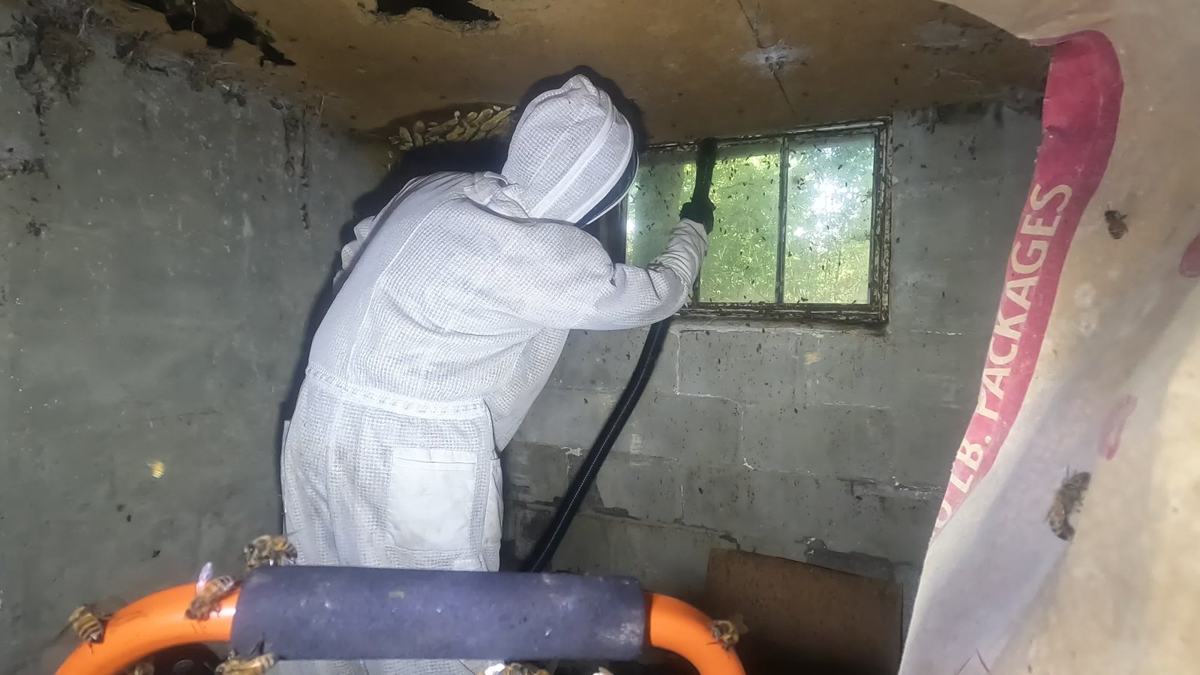 Beekeeper vacuuming bees off the comb
