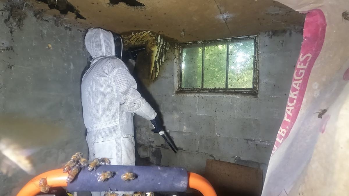 Beekeeper collecting bees with a vacuum hose